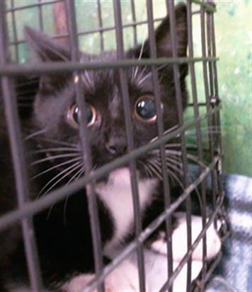 Adoptable Cat