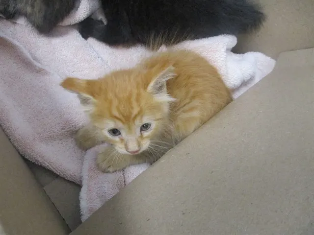 Adoptable Cat