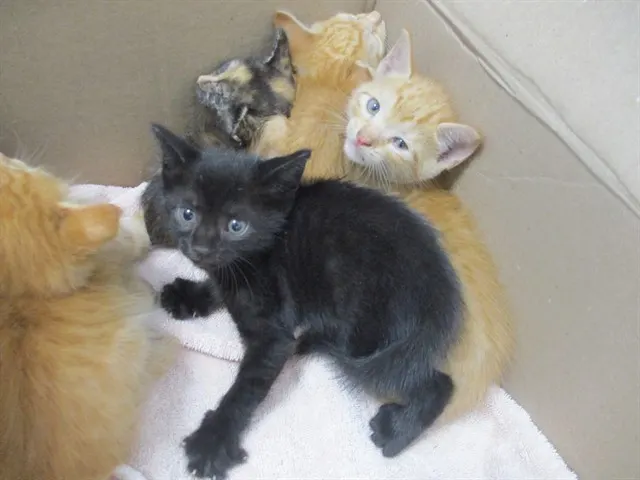 Adoptable Cat