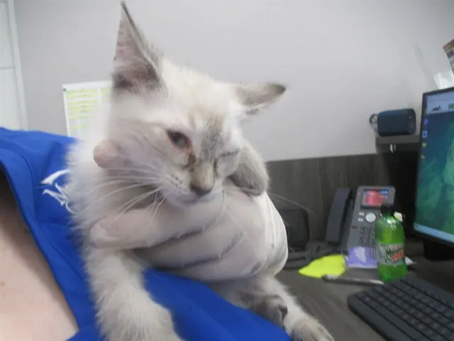 Adoptable Cat