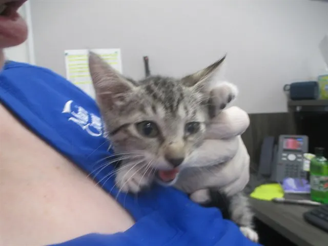 Adoptable Cat