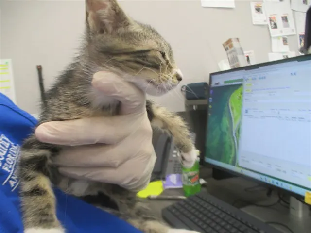 Adoptable Cat