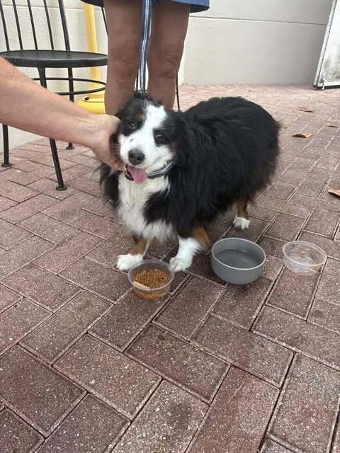 Adoptable Dog