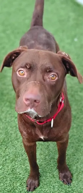 Adoptable Dog