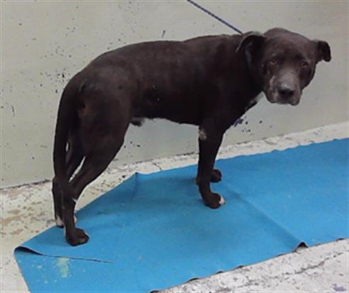 Adoptable Dog