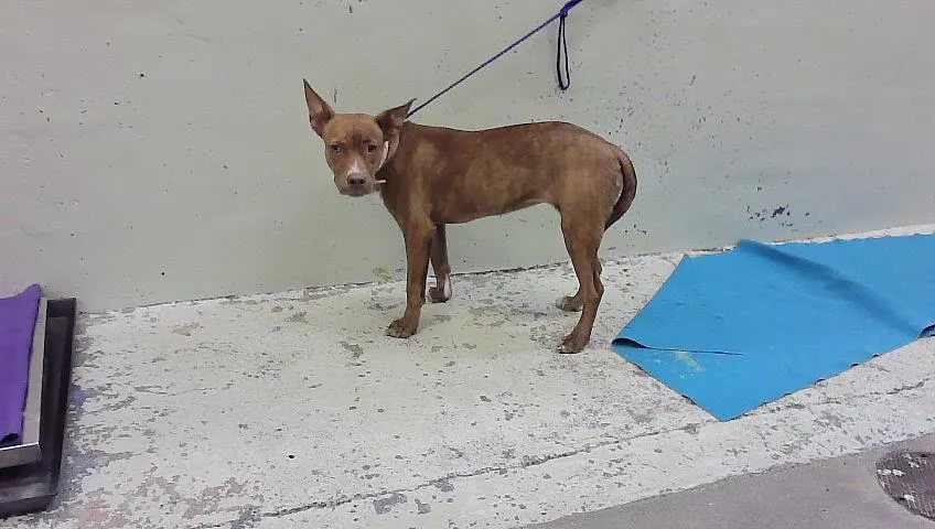 Adoptable Dog
