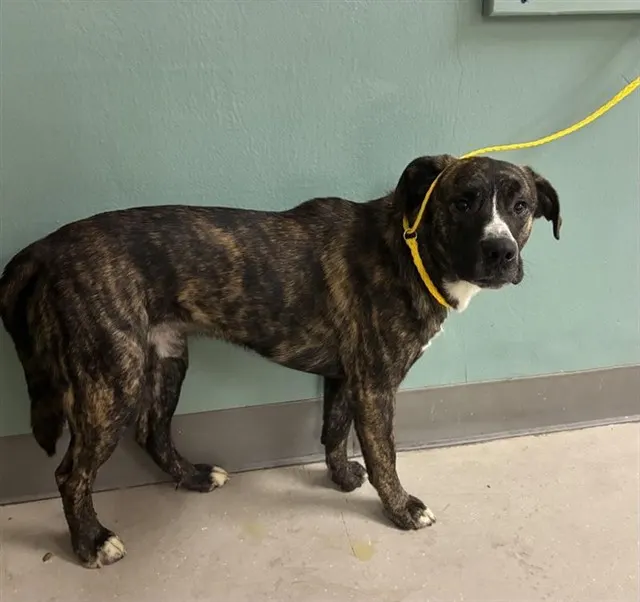 Adoptable Dog