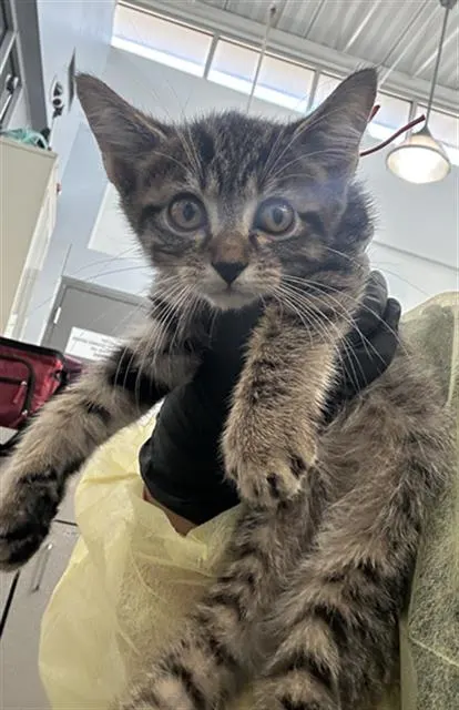 Mia