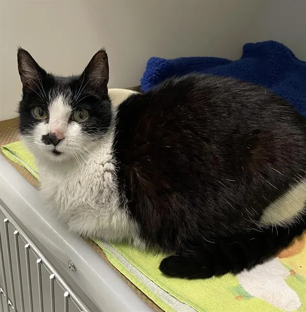 Adoptable Cat