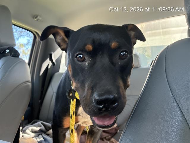 Adoptable Dog