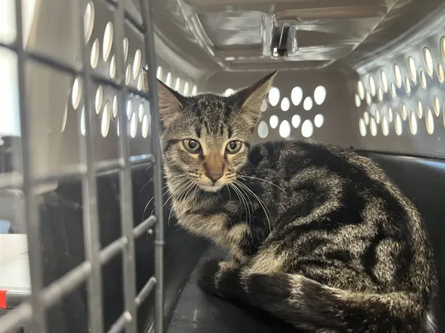 Adoptable Cat