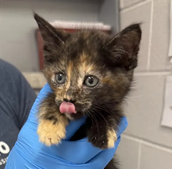 Adoptable Cat