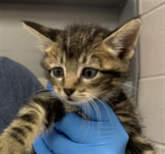 Adoptable Cat
