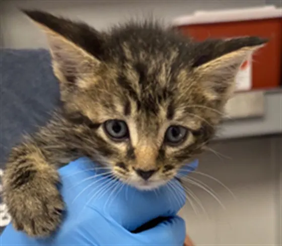 Adoptable Cat