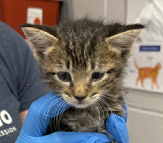 Adoptable Cat