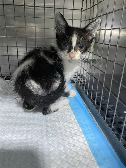 Zorro