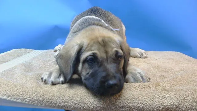 Adoptable Dog