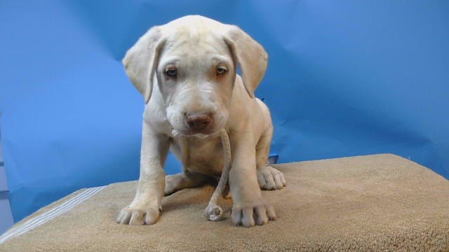 Adoptable Dog