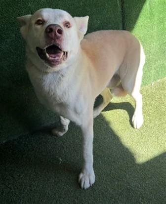 Adoptable Dog
