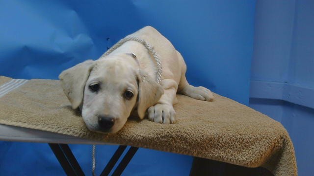 Adoptable Dog