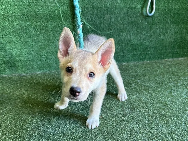 Adoptable Dog