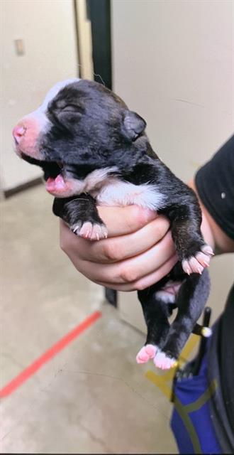 Zoe