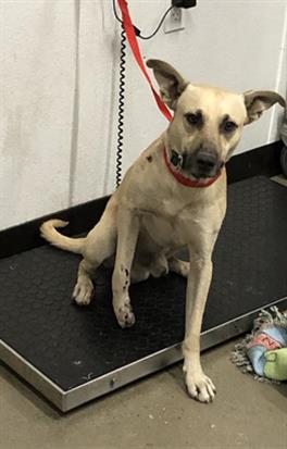 Adoptable Dog