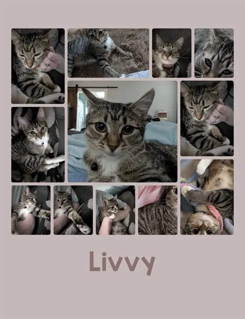 Livvy