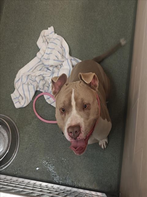 Adoptable Dog