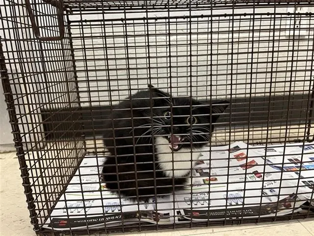 Adoptable Cat