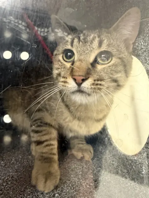 Adoptable Cat
