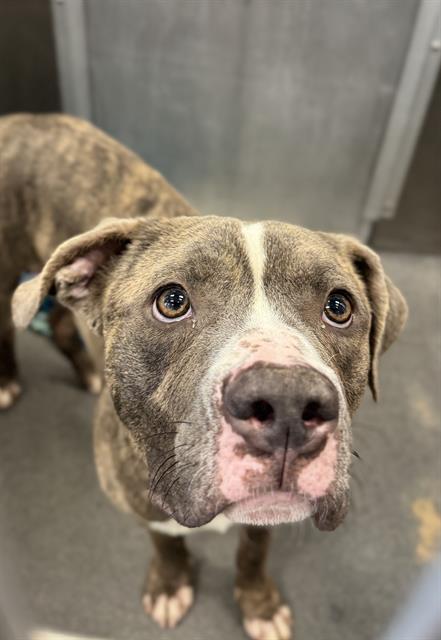 Tyson