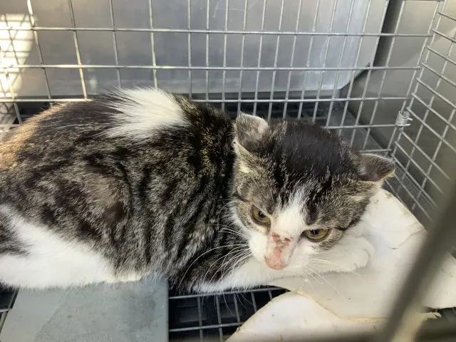 Adoptable Cat
