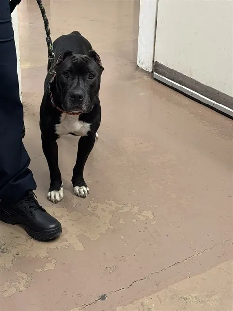 Adoptable Dog