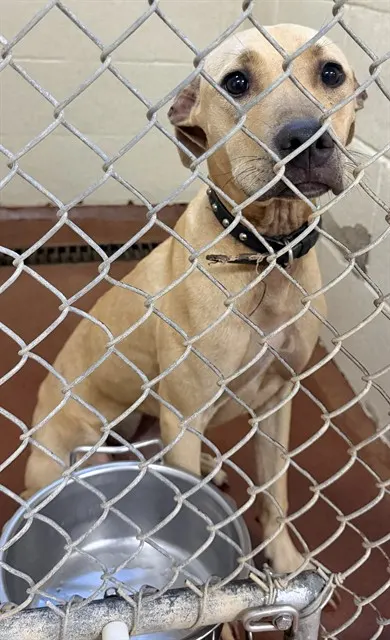 Adoptable Dog