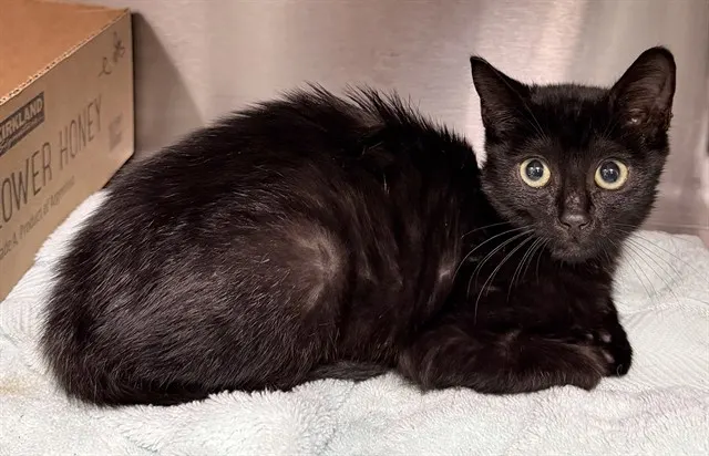 Adoptable Cat