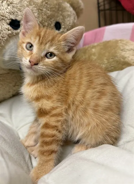 Adoptable Cat