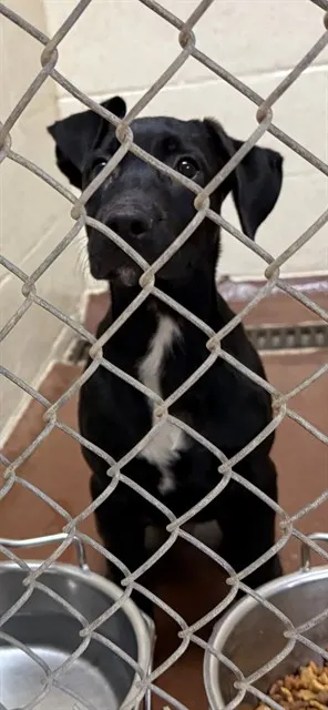 Adoptable Dog