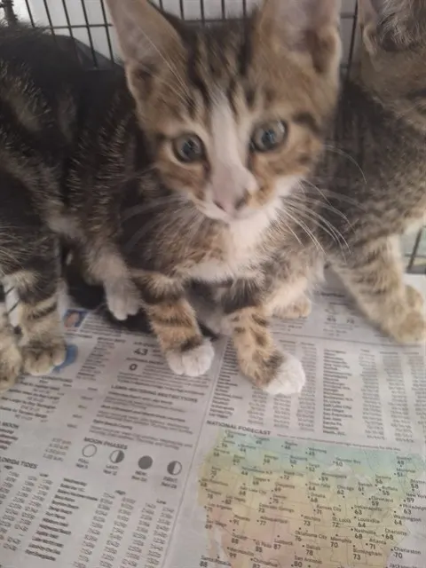 Adoptable Cat
