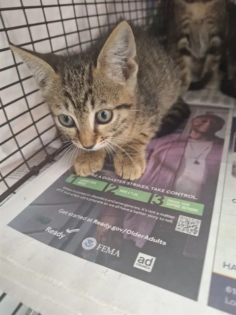 Adoptable Cat