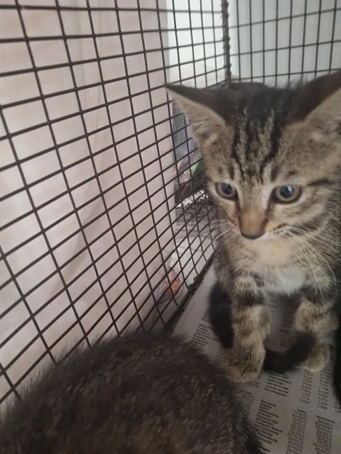 Adoptable Cat