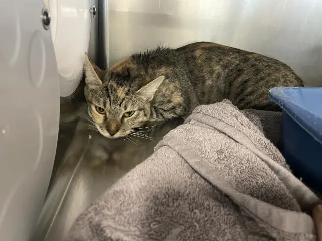 Adoptable Cat