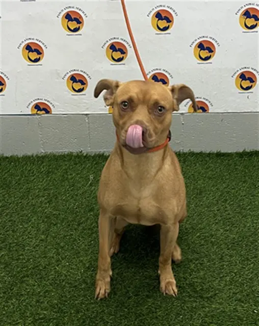 Chico