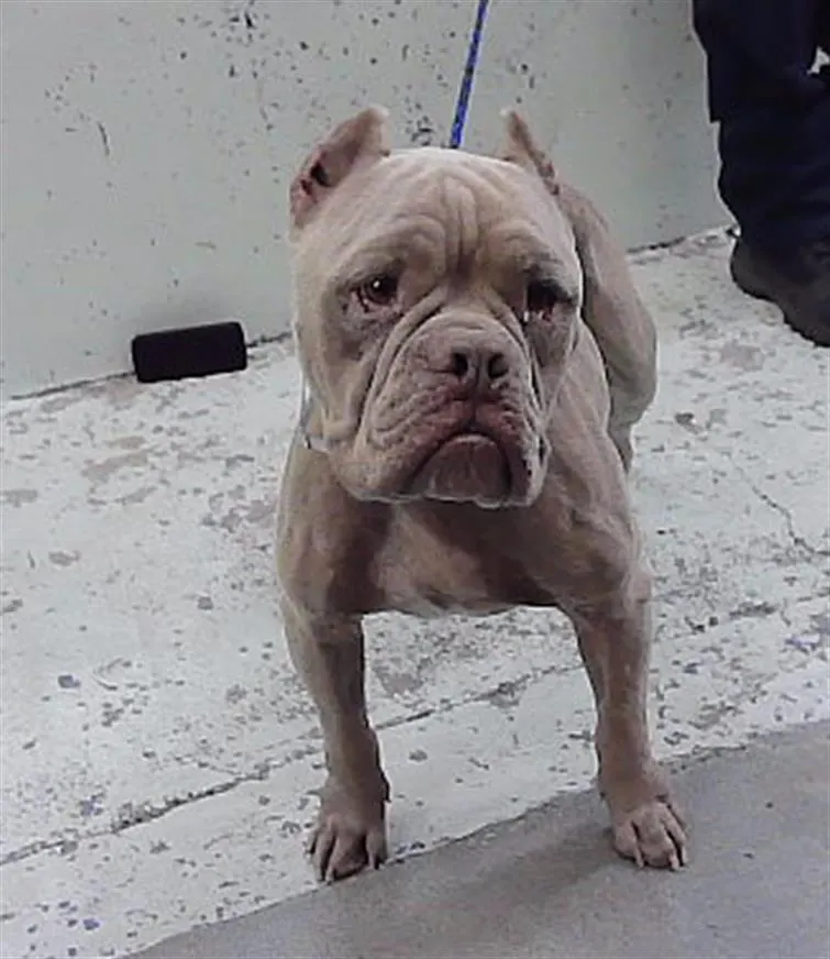 Adoptable Dog