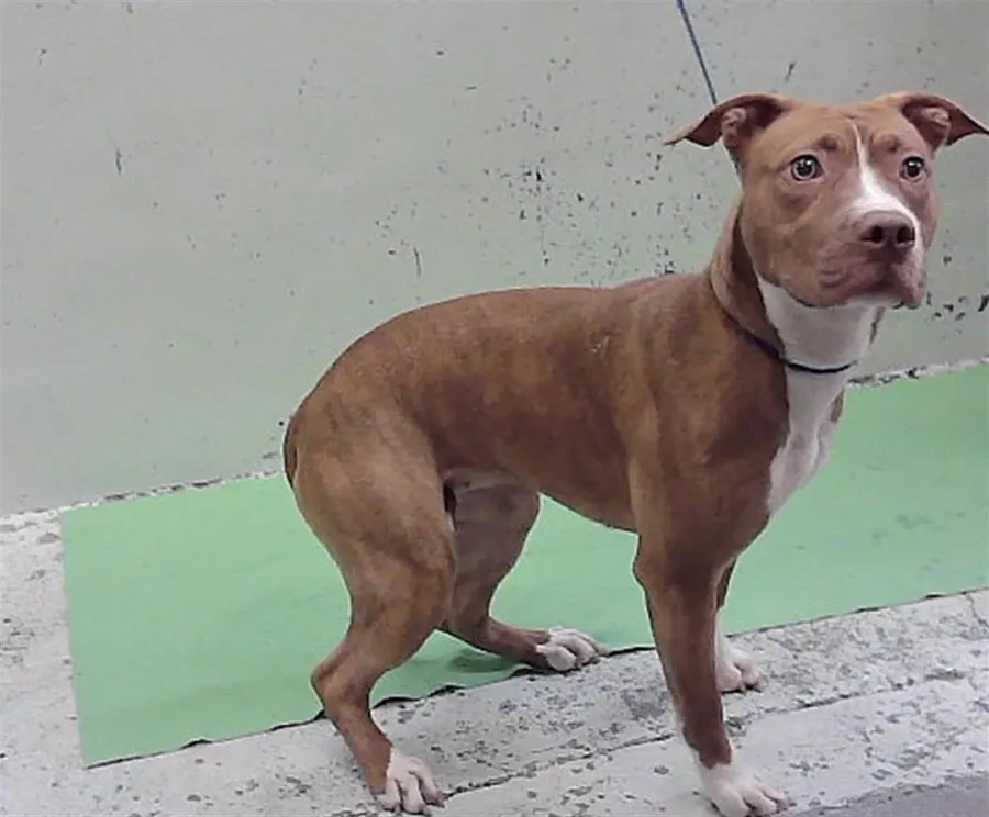 Adoptable Dog