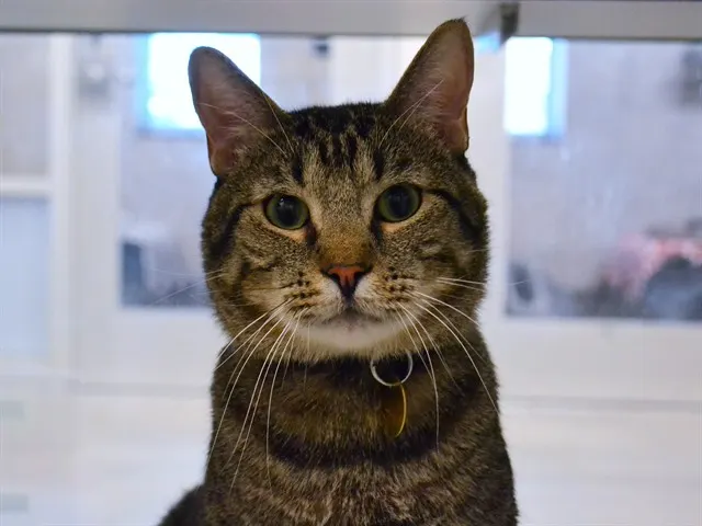 Elvis
