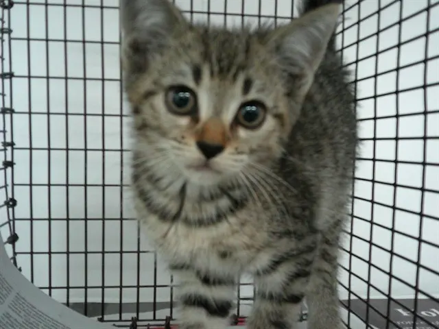 Fifi