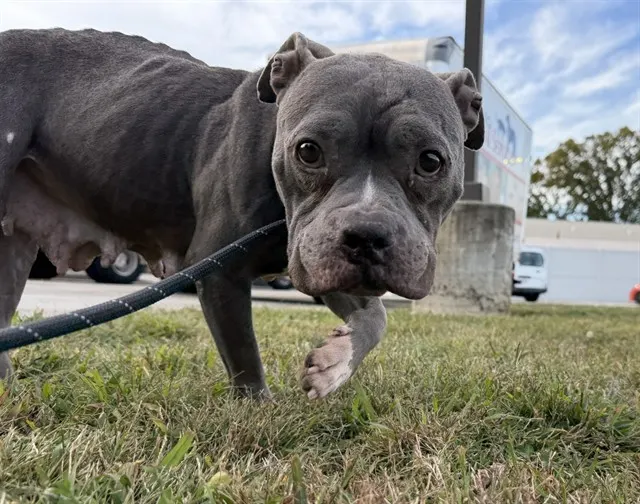 Bella