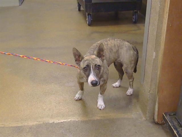 Adoptable Dog