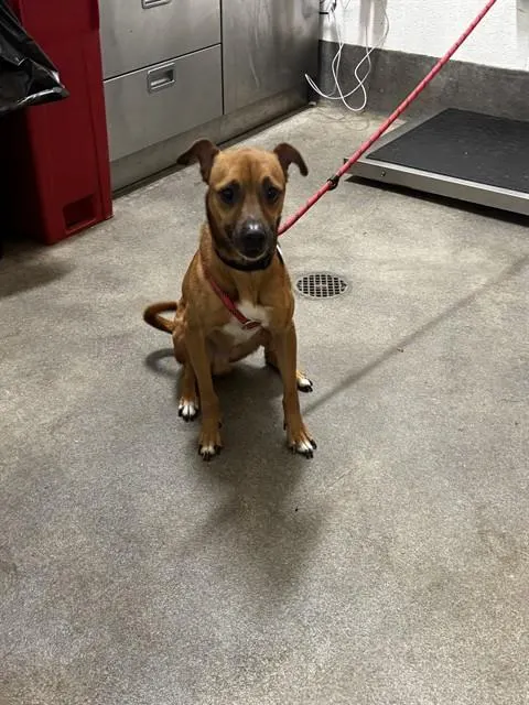 Bruno